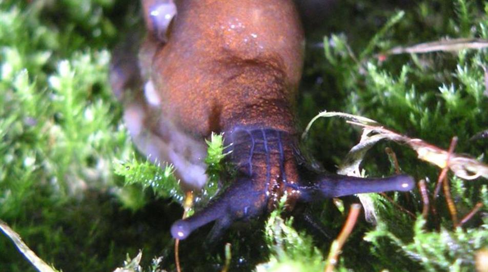 Slug
